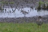 20180519_Breedbekstrandloper_It Heidenskip_01